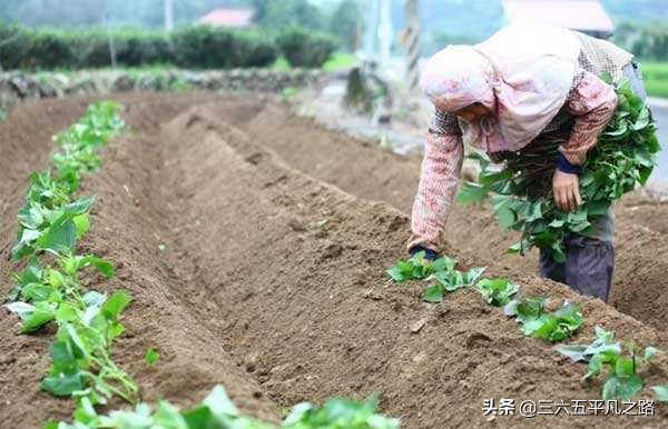 南美洲杯直播粤语:南美洲杯在线直播