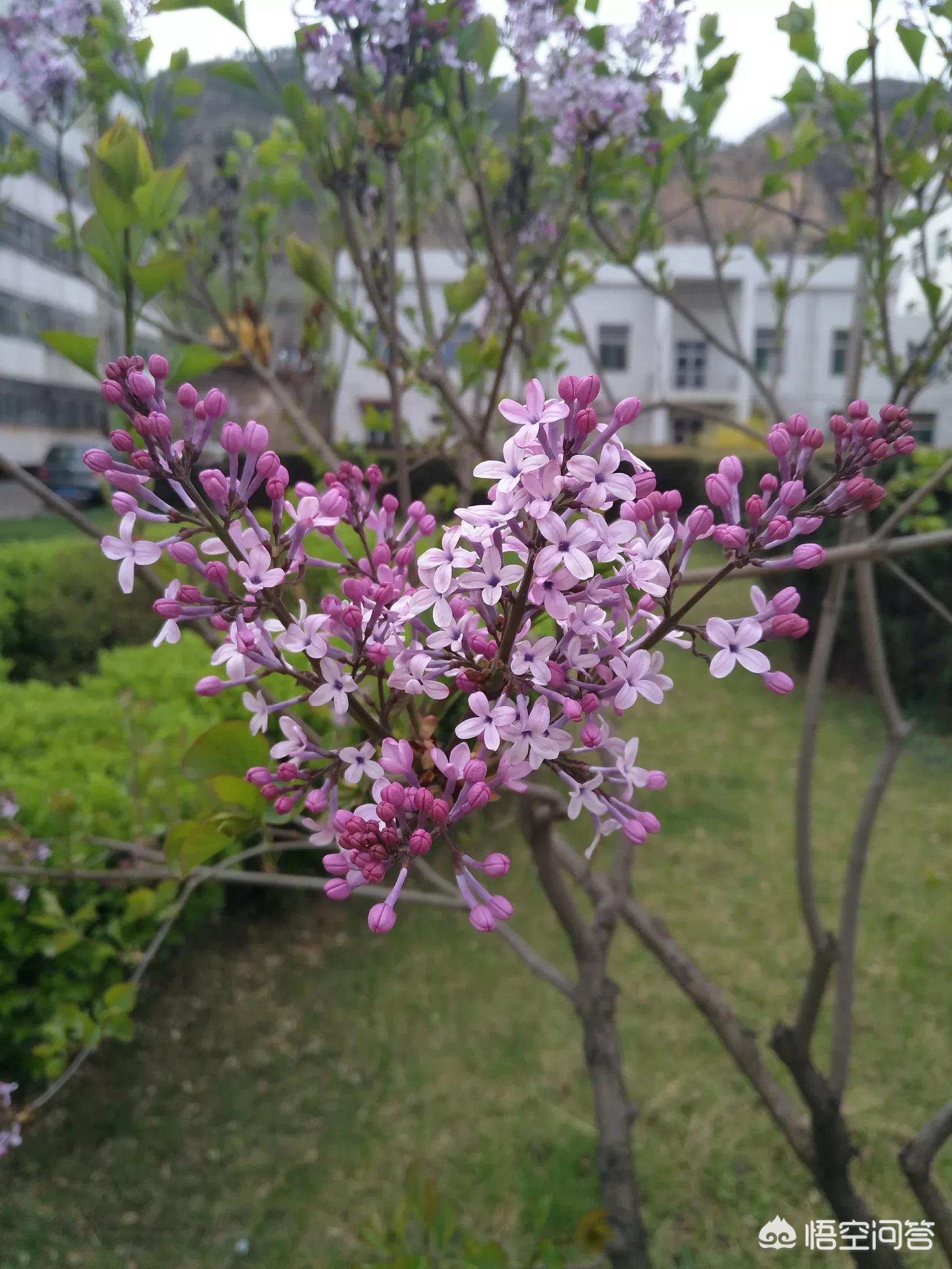 梅西美洲杯夺冠举杯壁纸:梅西美洲杯夺冠举杯壁纸图